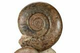 Tall, Jurassic Ammonite (Hammatoceras) Display - France #264579-1